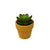 Plot plante grasse