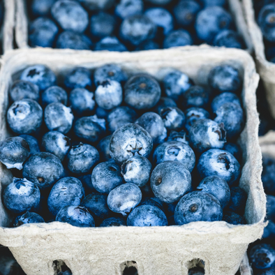 Les Bleuets Sauvages: L’Art de la Récolte et de la Conservation