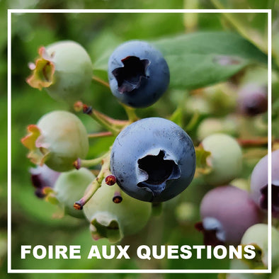 FAQ - Tout savoir sur le bleuet