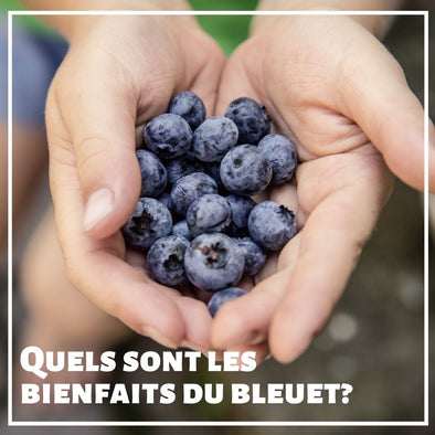 bienfaits des bleuets sauvages et de la myrtile