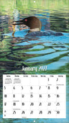 Calendrier mural LANG Loons on the Lake 2027 : page de janvier 2027 et un plongeon avec son petit.
