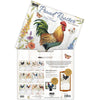 Calendrier mural LANG Proud Rooster 2027 : présentation des illustrations et du dos du calendrier.